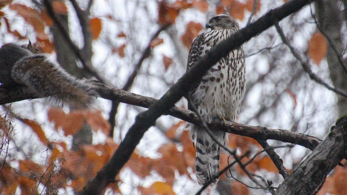 American Goshawk - ML644077777