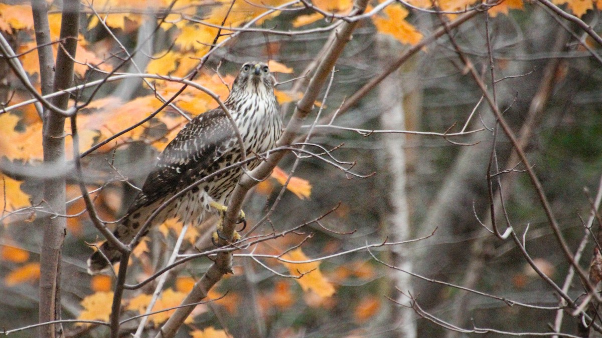 American Goshawk - ML644077778