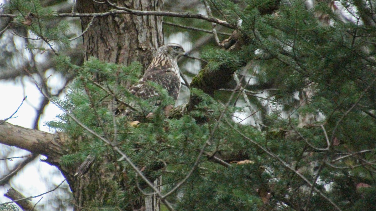 American Goshawk - ML644077779