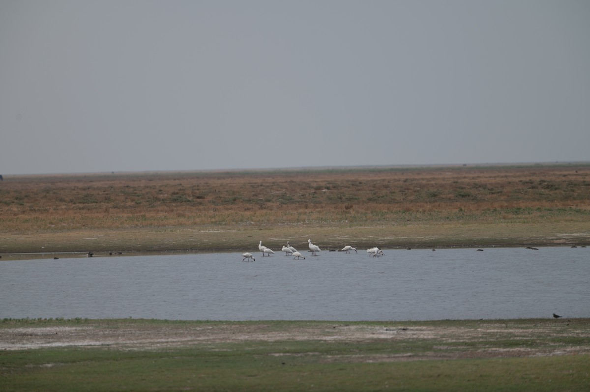 African Spoonbill - ML644077780