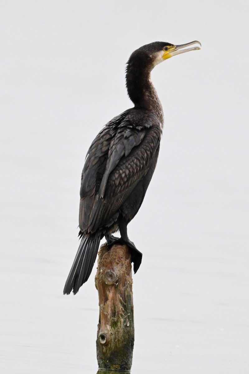 Great Cormorant - ML644077795