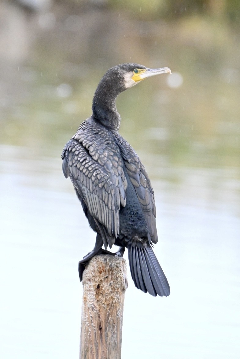 Great Cormorant - ML644077796