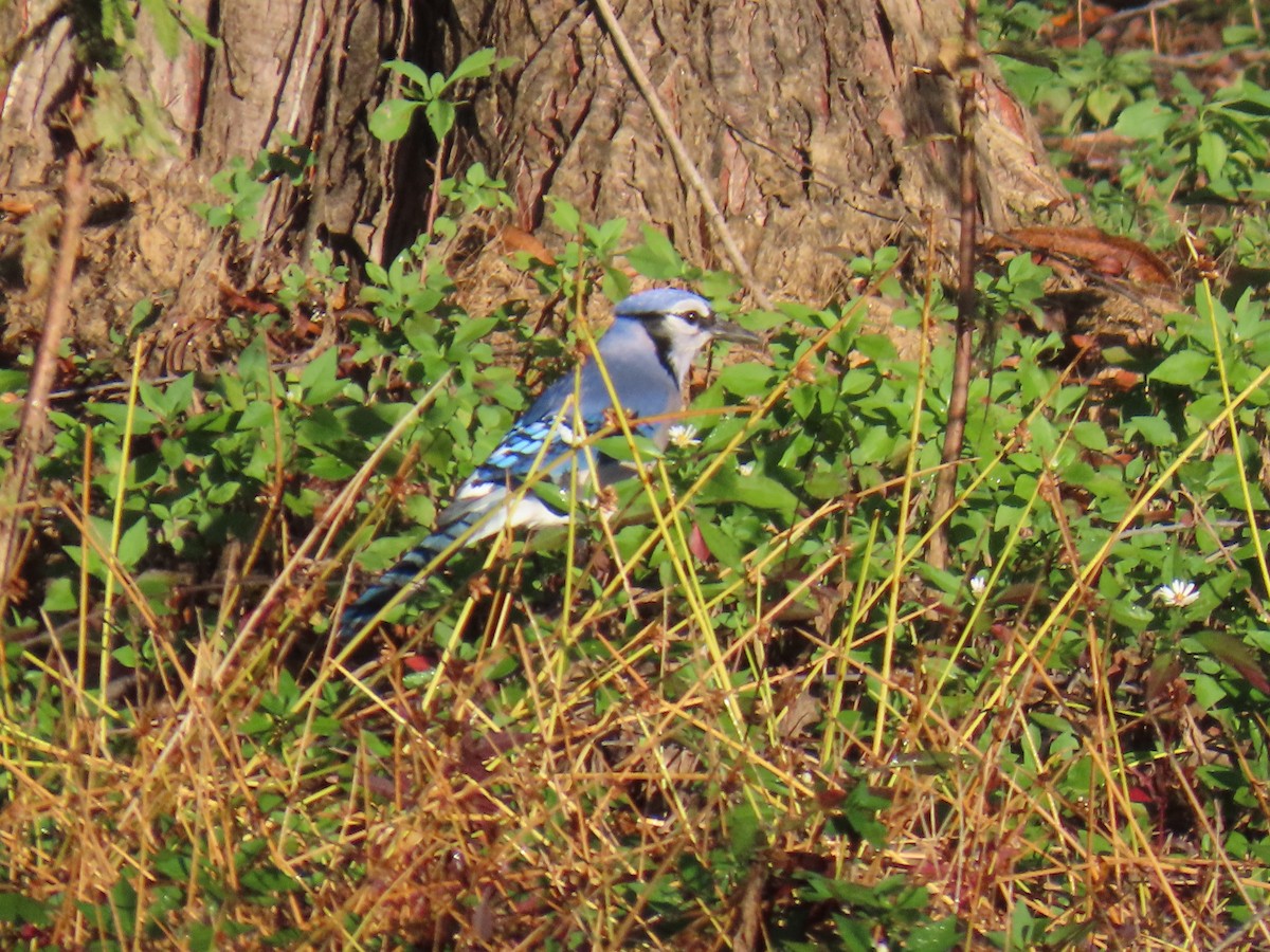 Blue Jay - ML644077797