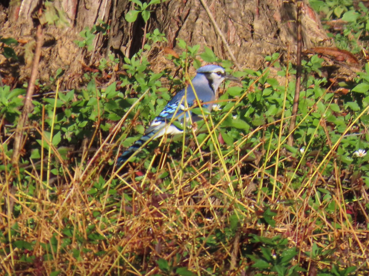 Blue Jay - ML644077798