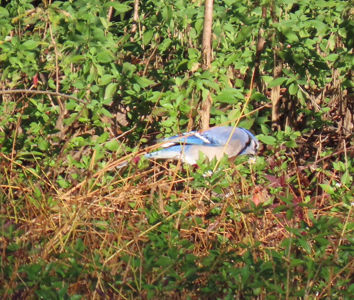 Blue Jay - ML644077804