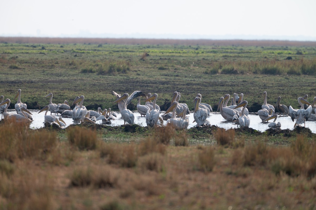 Great White Pelican - ML644077829