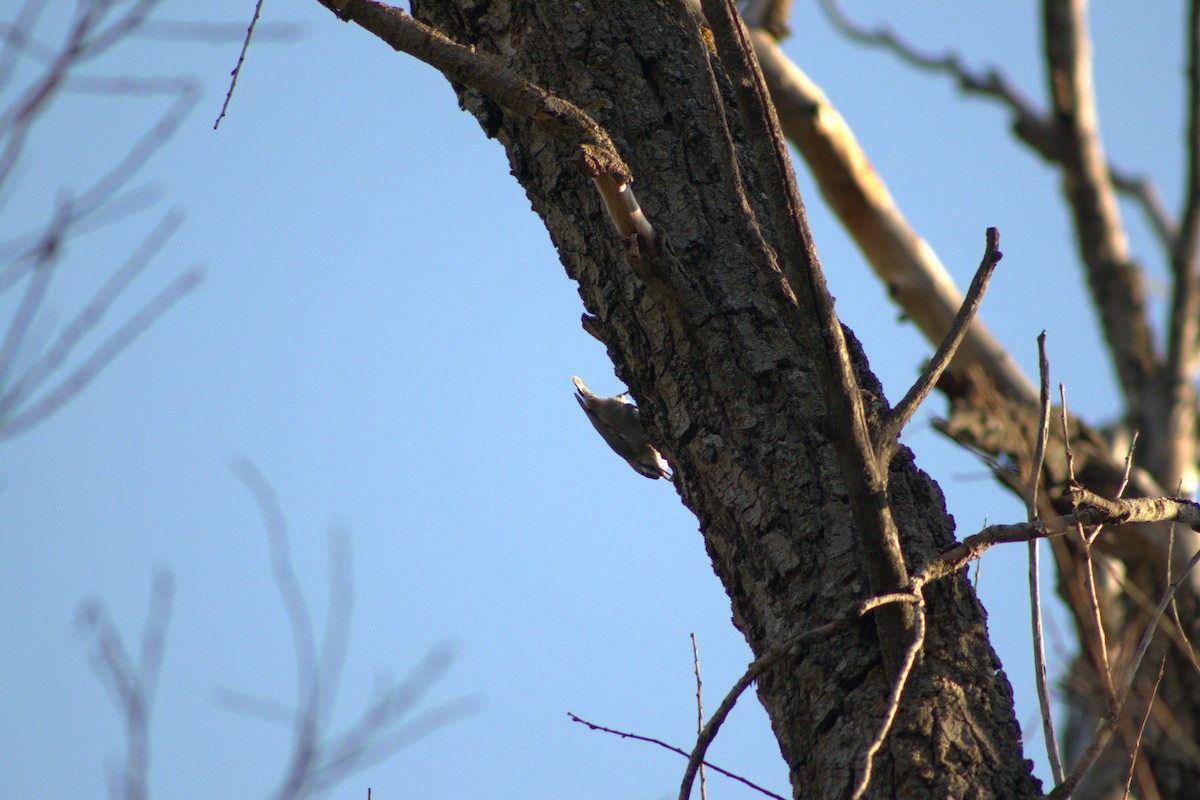 Türkenkleiber - ML644077830