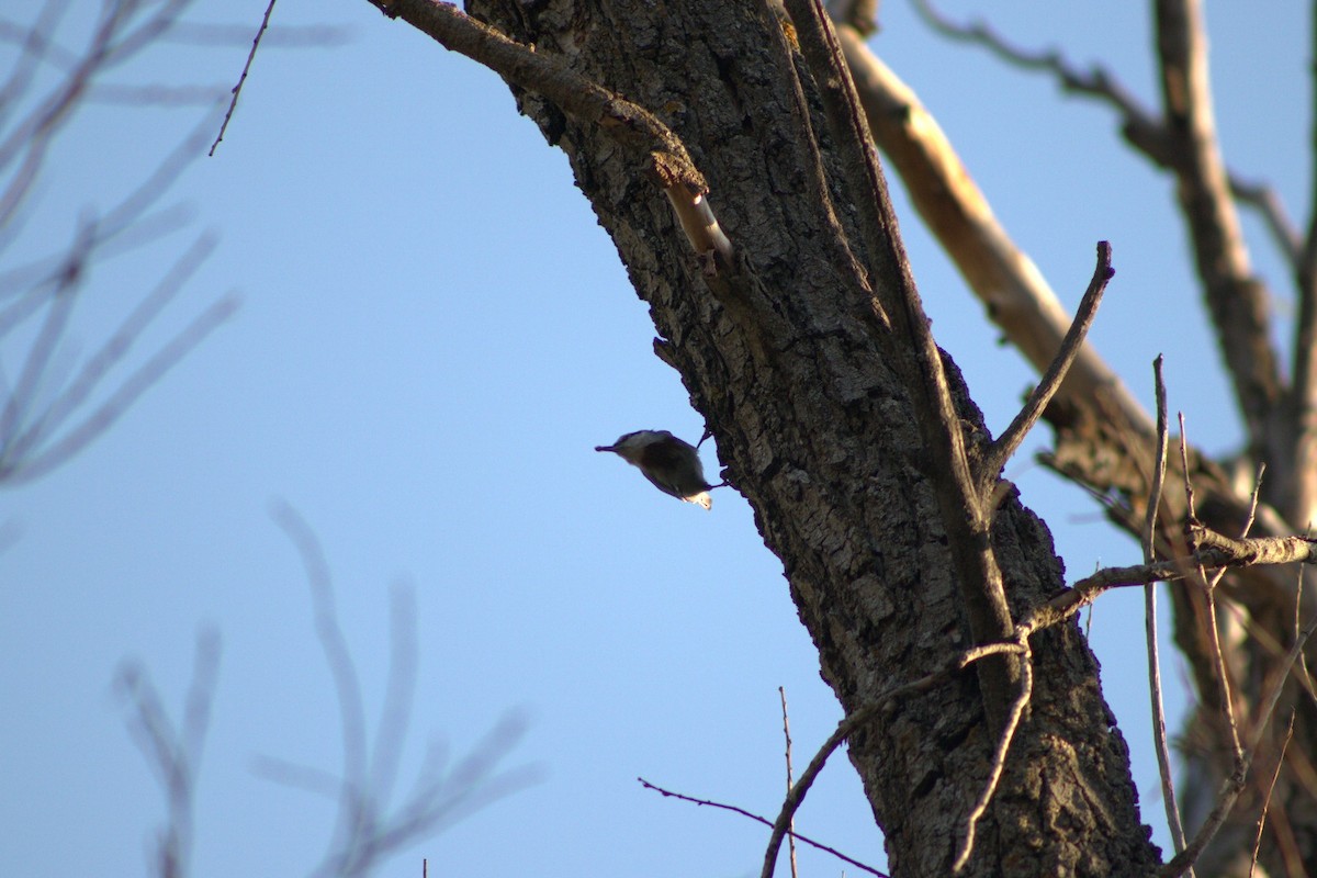 Türkenkleiber - ML644077838