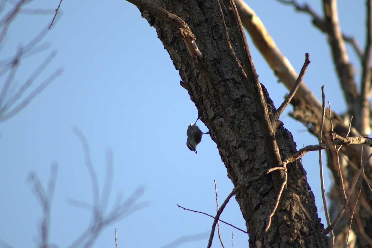 ムナオビゴジュウカラ - ML644077839