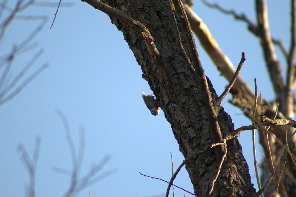 Türkenkleiber - ML644077842