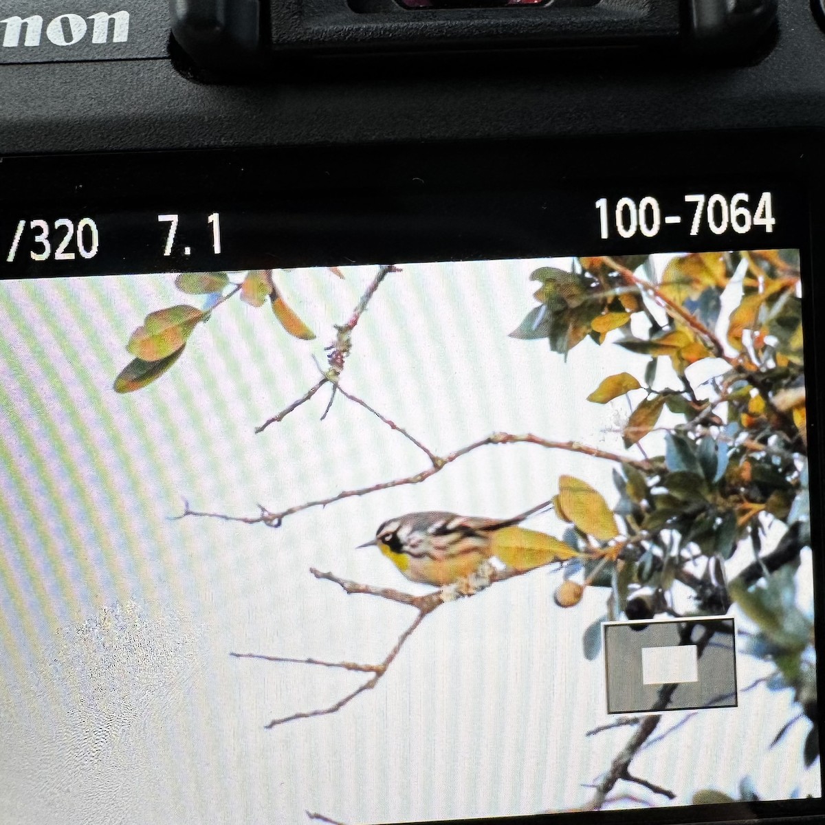 Yellow-throated Warbler - ML644077850