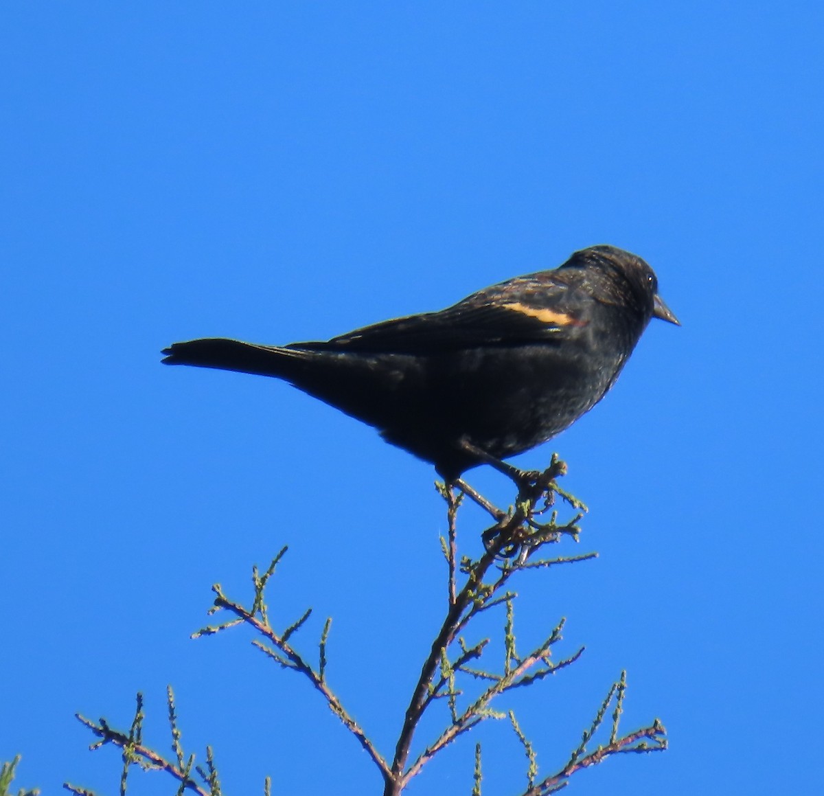 Red-winged Blackbird - ML644077856