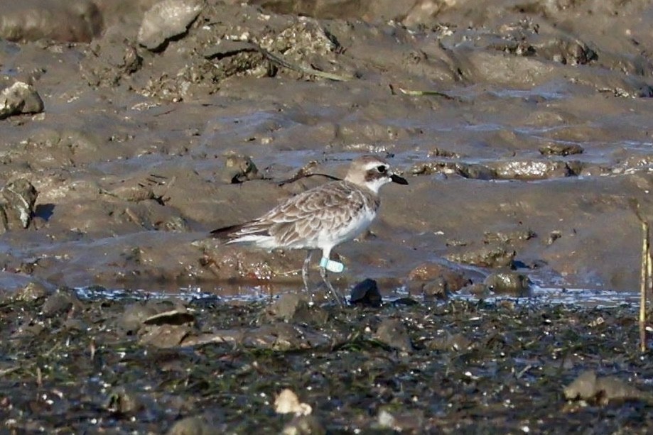 Siberian Sand-Plover - ML644077859