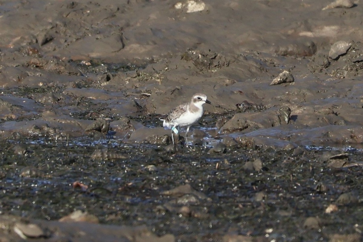 Siberian Sand-Plover - ML644077860