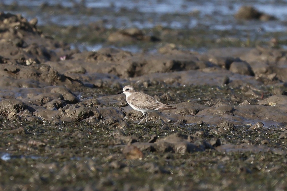 Siberian Sand-Plover - ML644077861