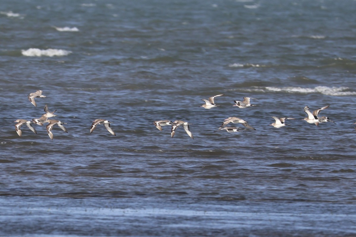Black-tailed Godwit (melanuroides) - ML644077869