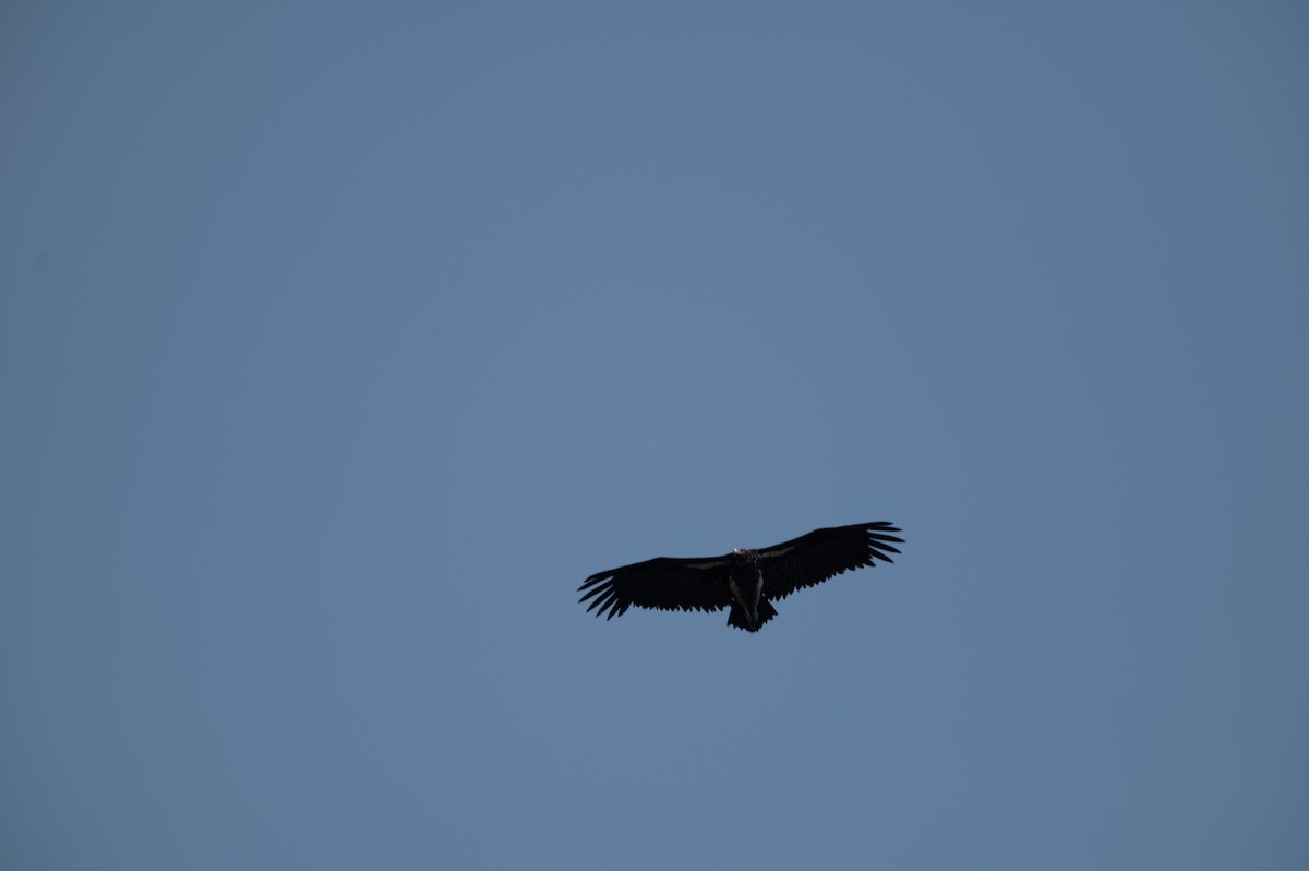 Lappet-faced Vulture - ML644077874