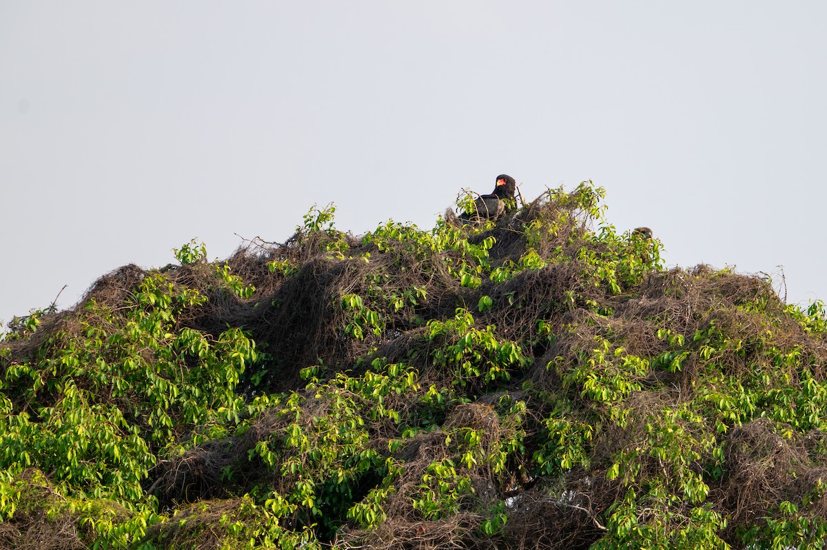 Bateleur - ML644077879