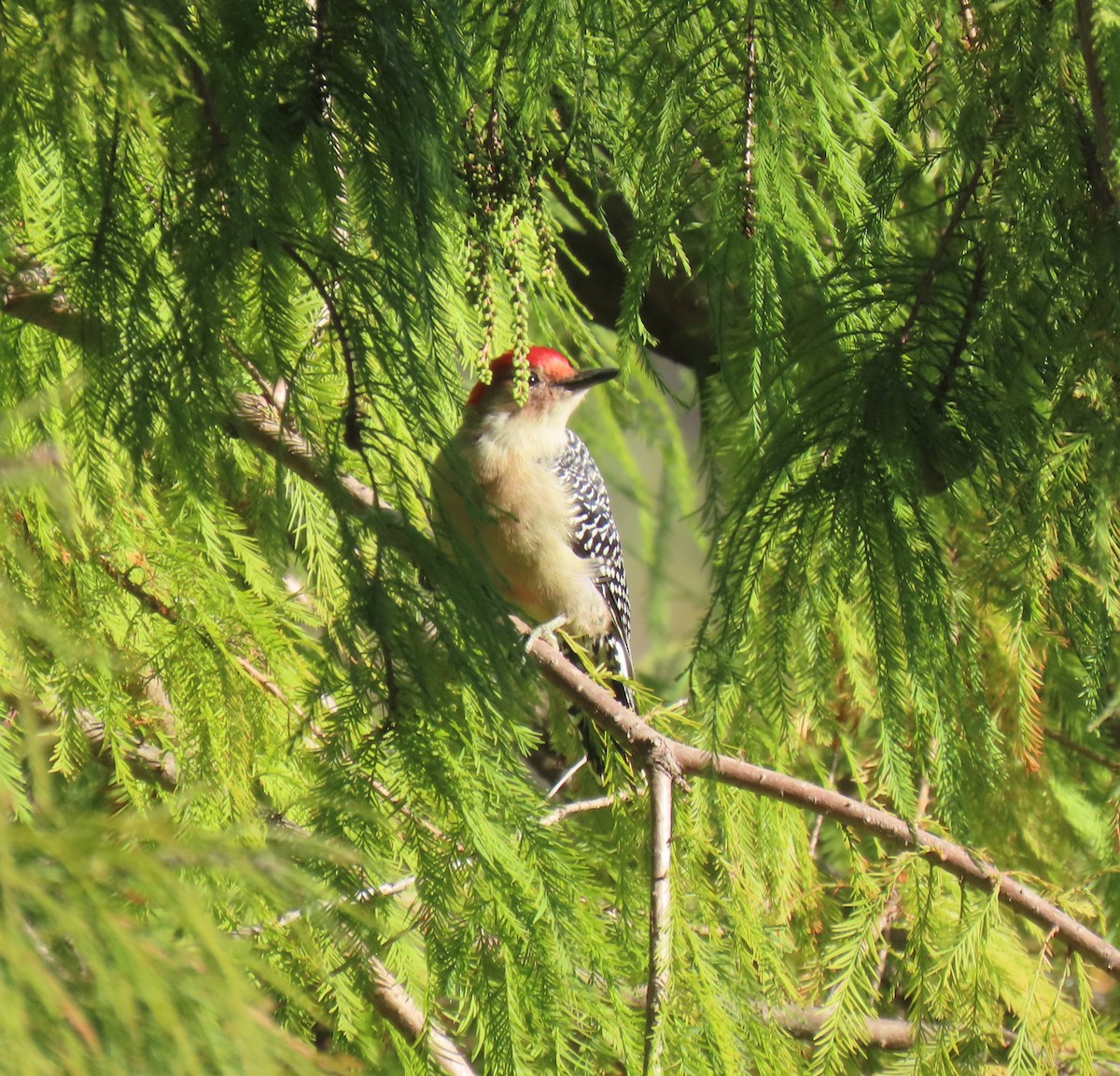 Red-bellied Woodpecker - ML644077887