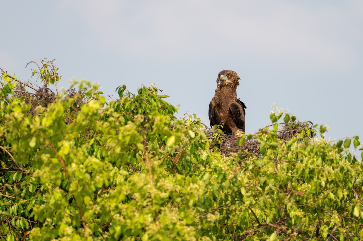 Bateleur - ML644077888