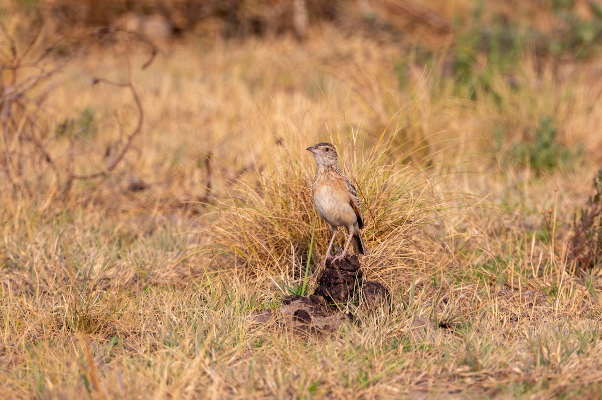 Rufous-naped Lark - ML644077892