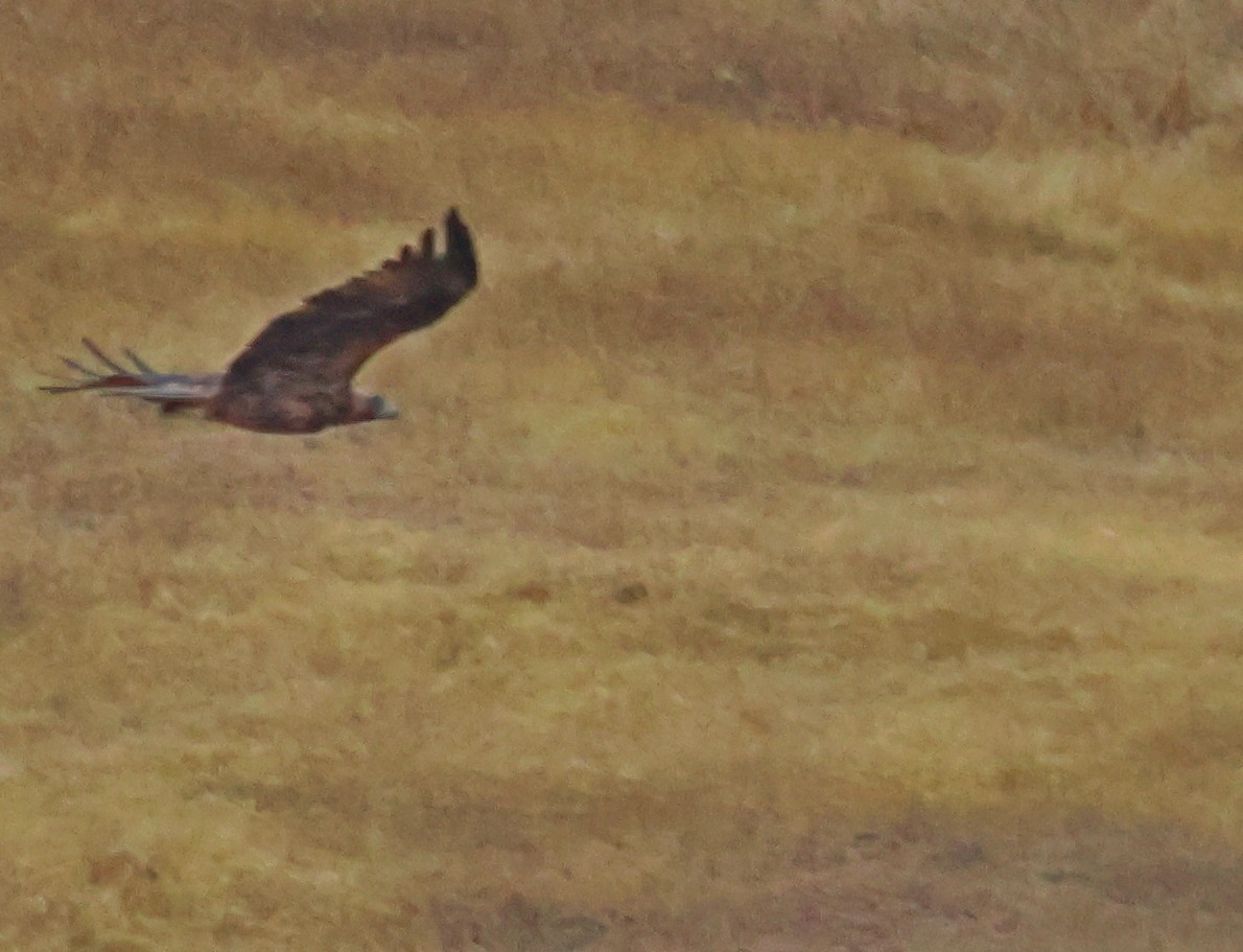 Spanish Eagle - ML644077893