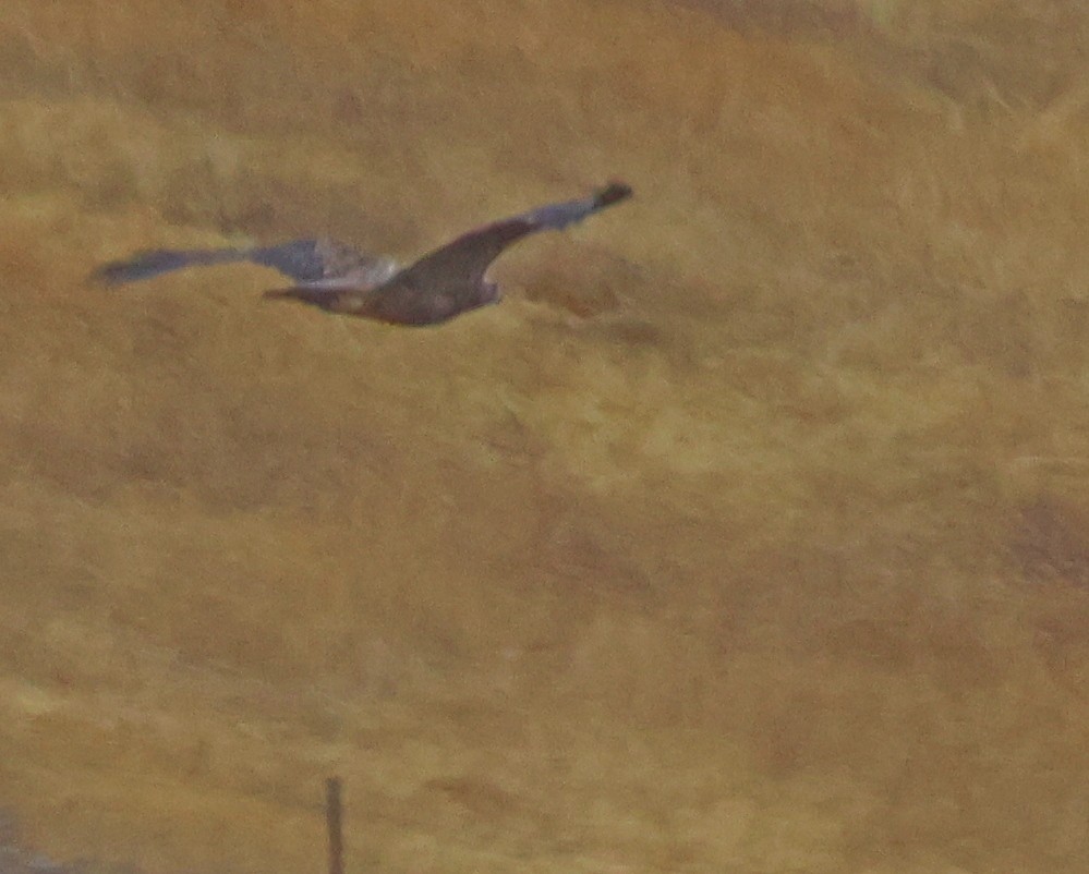 Spanish Eagle - ML644077894