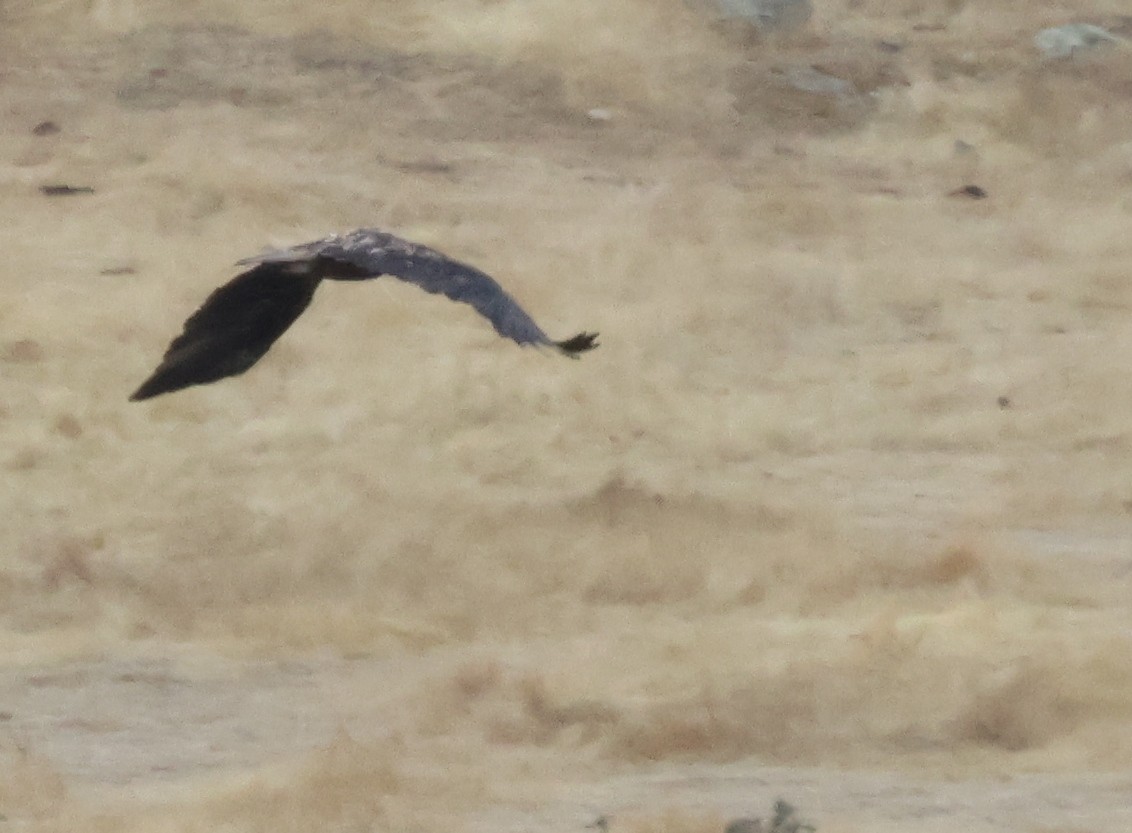 Spanish Eagle - ML644077895