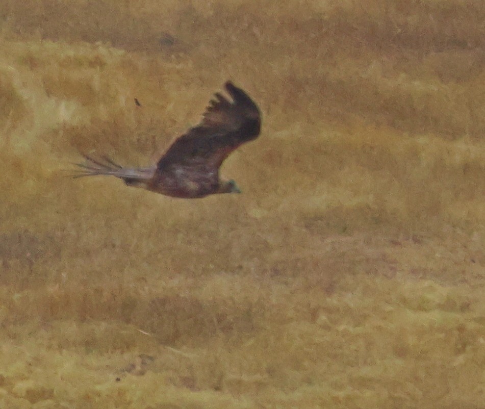 Spanish Eagle - ML644077896