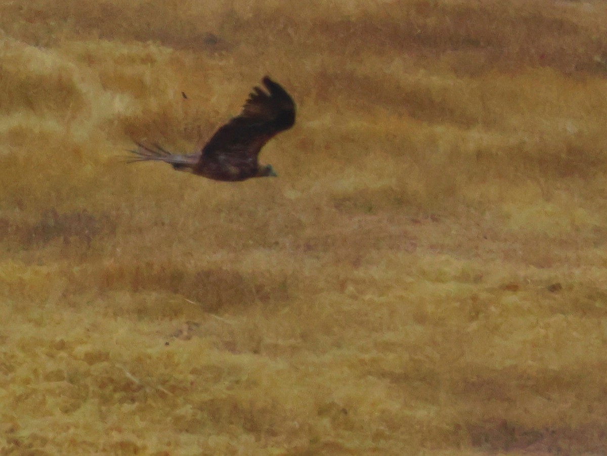 Spanish Eagle - ML644077897