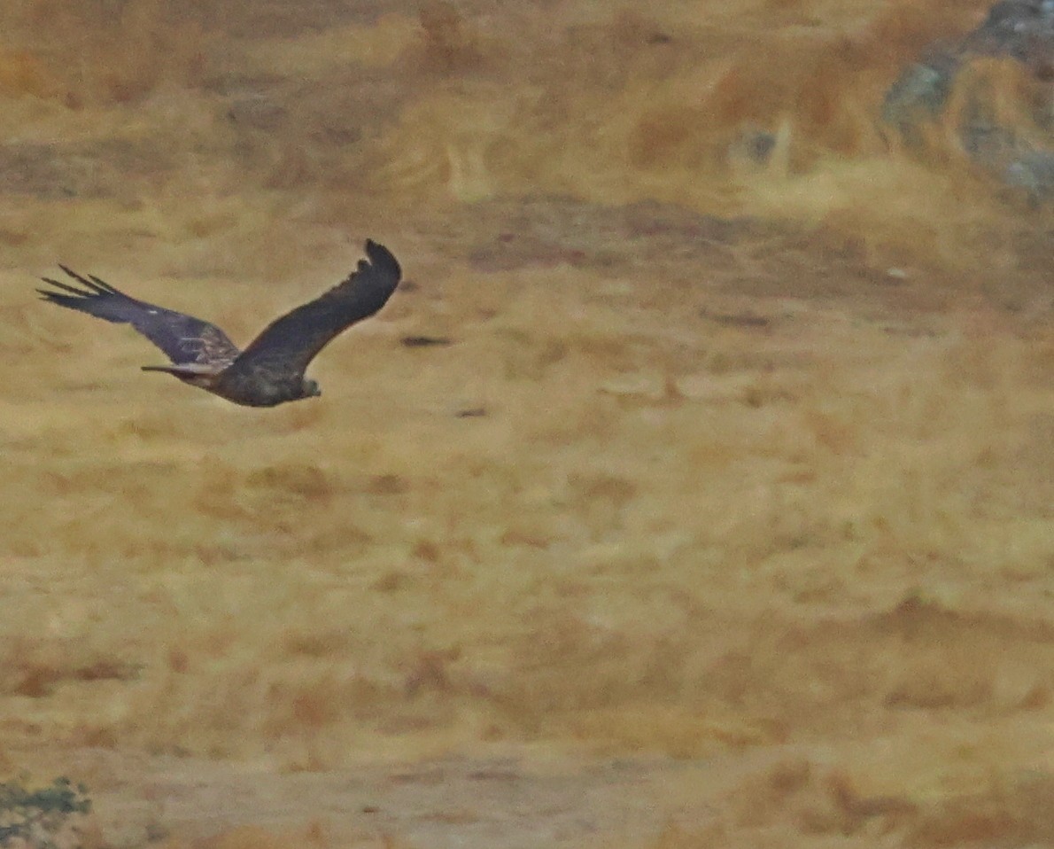 Spanish Eagle - ML644077898