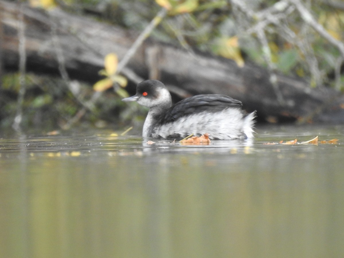 Eared Grebe - ML644077903
