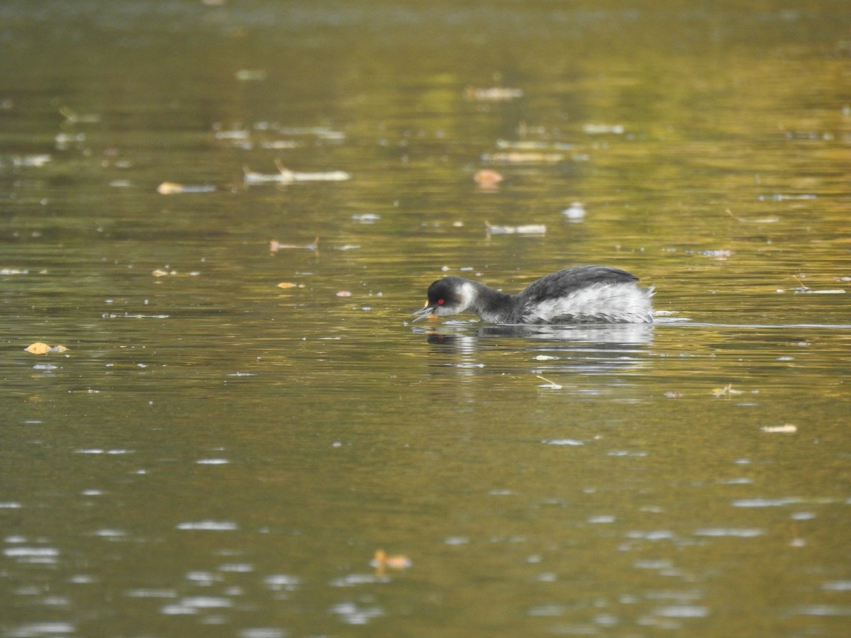 Eared Grebe - ML644077904