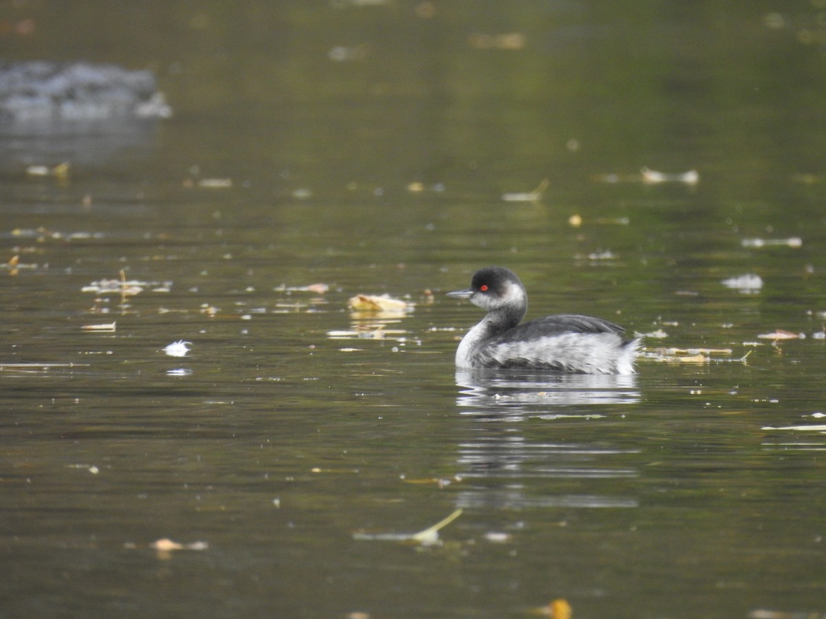 Eared Grebe - ML644077905