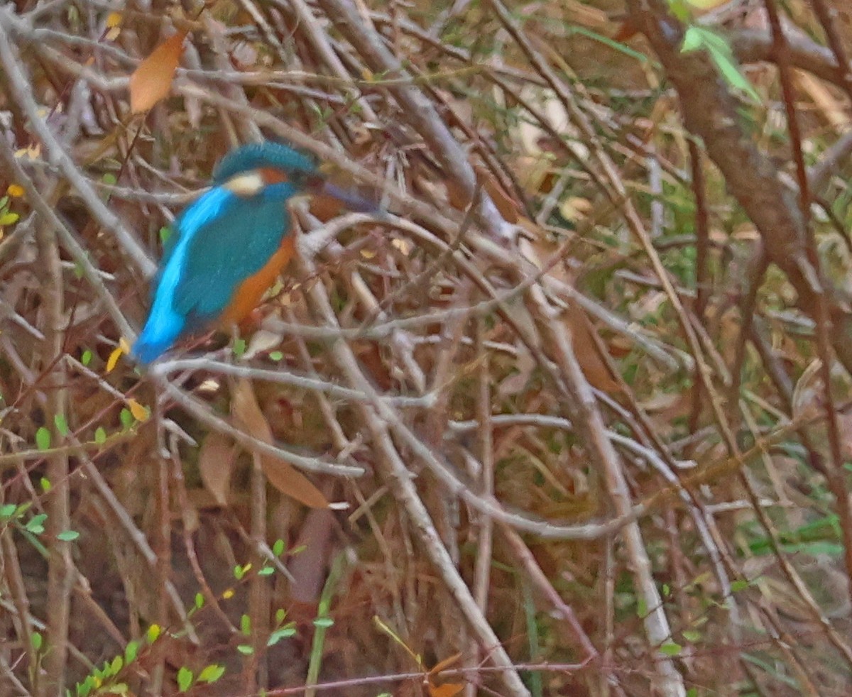 Common Kingfisher - ML644077907