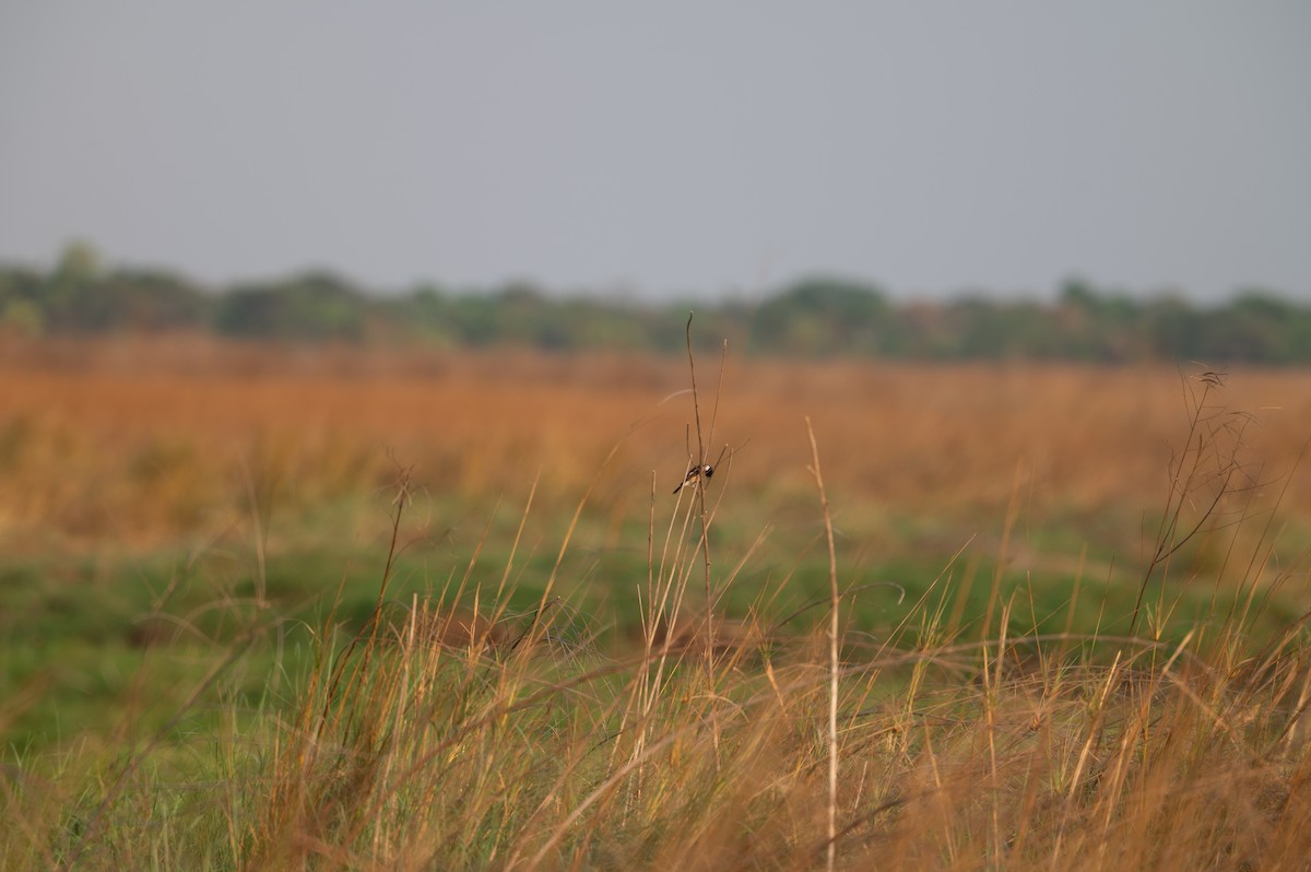 African Stonechat - ML644077914