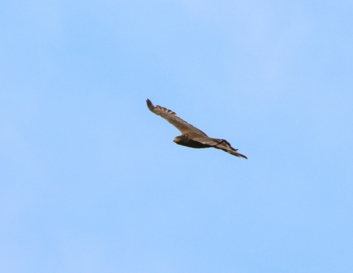 Crested Serpent-Eagle - ML644077919