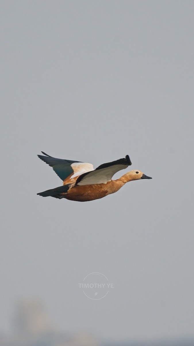 Ruddy Shelduck - ML644077921