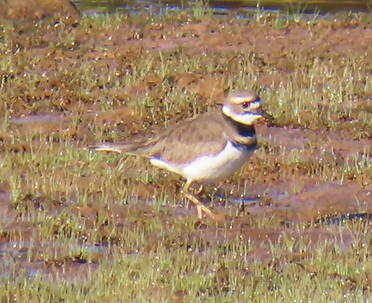 Killdeer - ML644077922