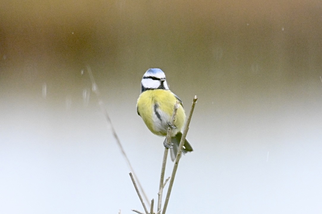 Eurasian Blue Tit - ML644077925