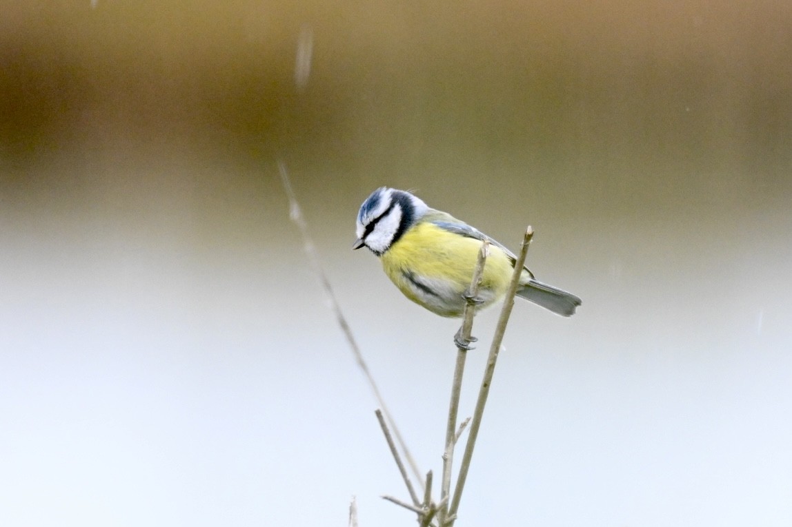 Eurasian Blue Tit - ML644077926