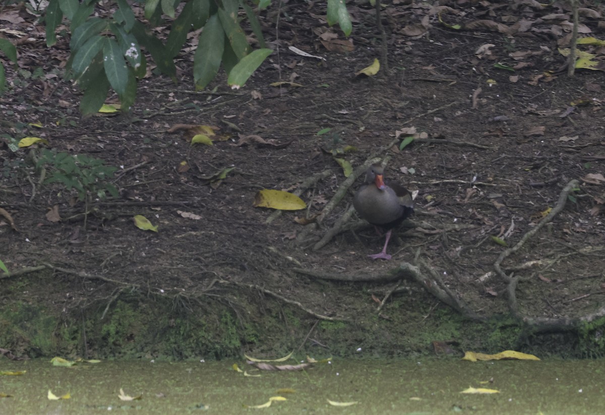 Suirirí Piquirrojo - ML644077928