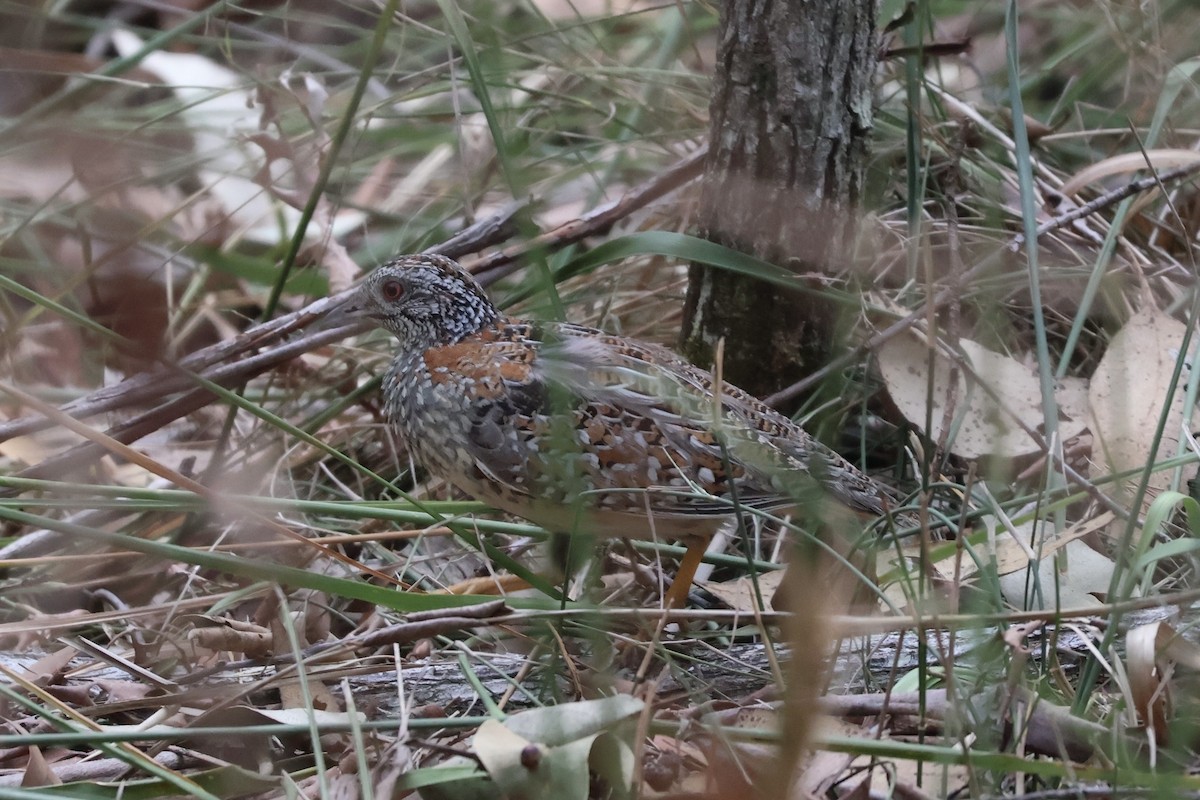 Boyalı Bıldırcınyelvesi - ML644077932