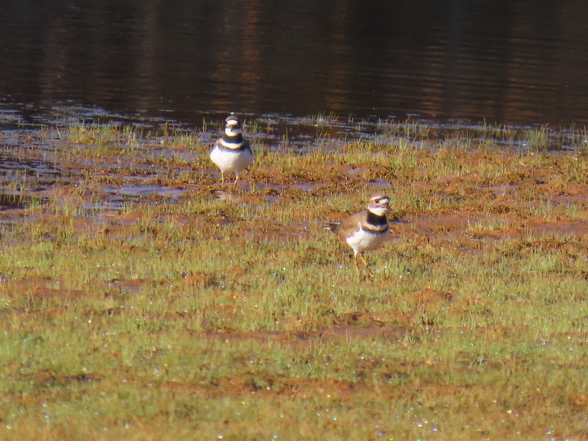 Killdeer - ML644077933