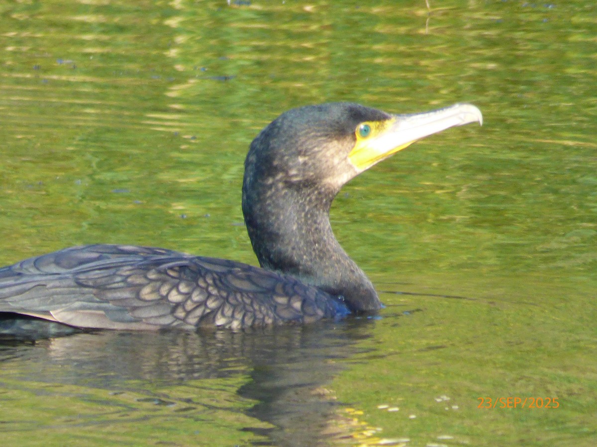 Great Cormorant - ML644077938