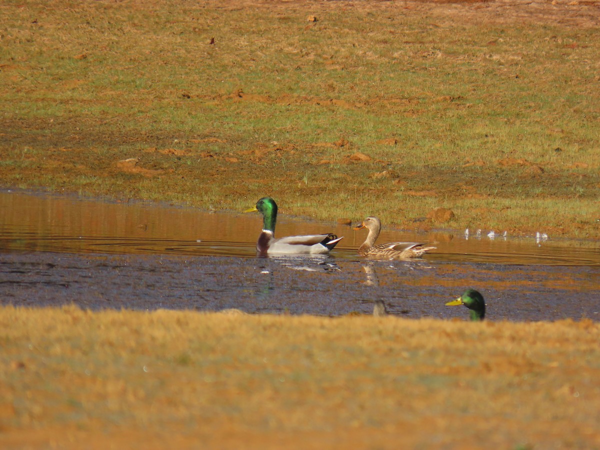 Mallard - ML644077959