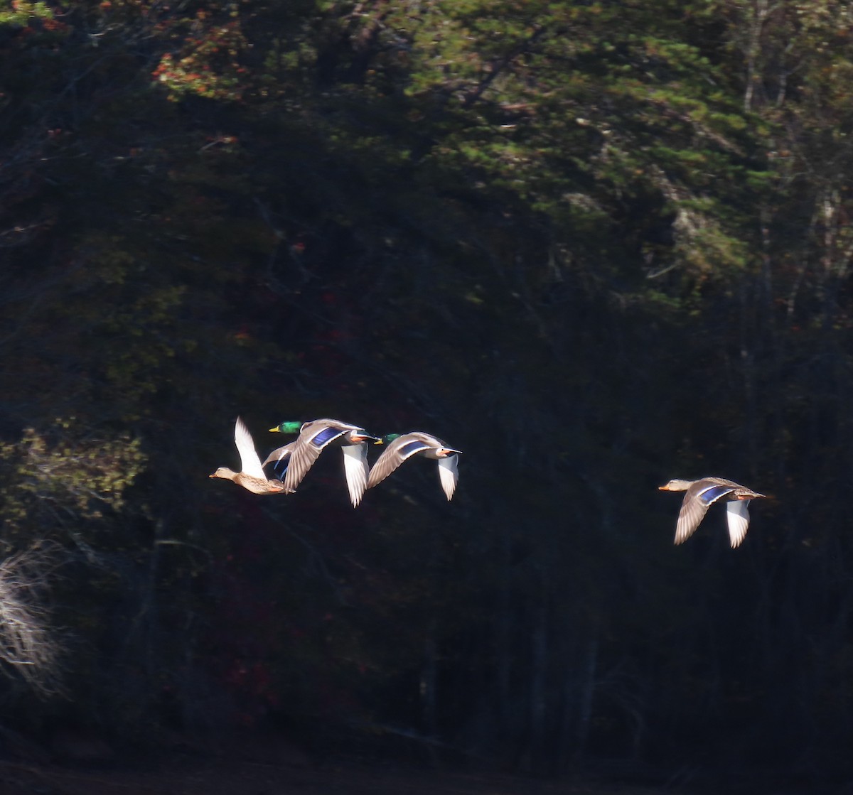 Mallard - ML644077963