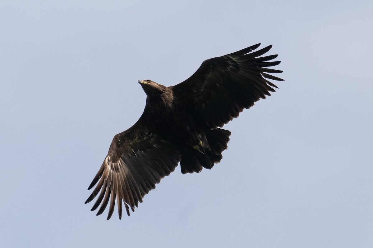 Aigle criard - ML644077964