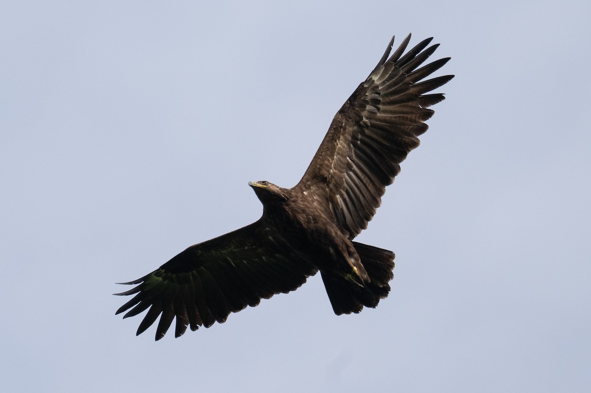 Aigle criard - ML644077966