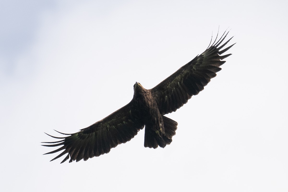 Aigle criard - ML644077975